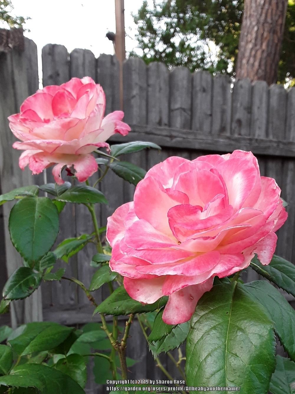 Rose (Rosa 'Coretta Scott King') in the Roses Database