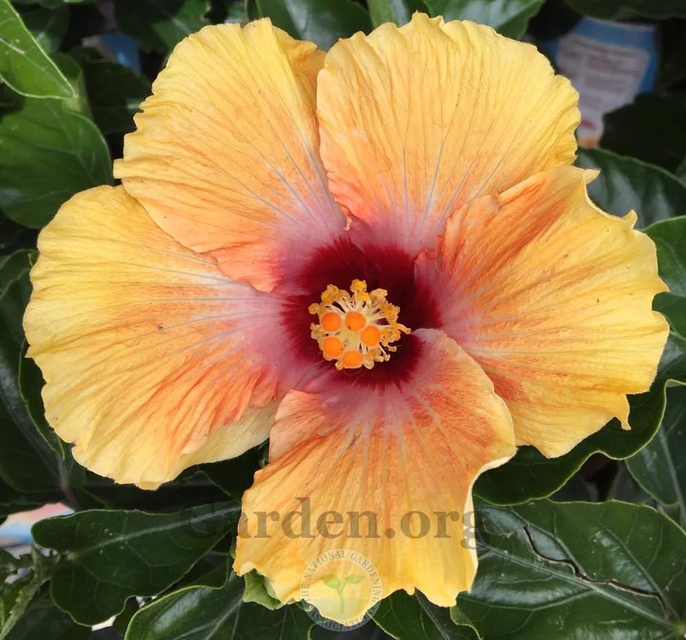 Photo of the bloom of Tropical Hibiscus (Hibiscus rosasinensis