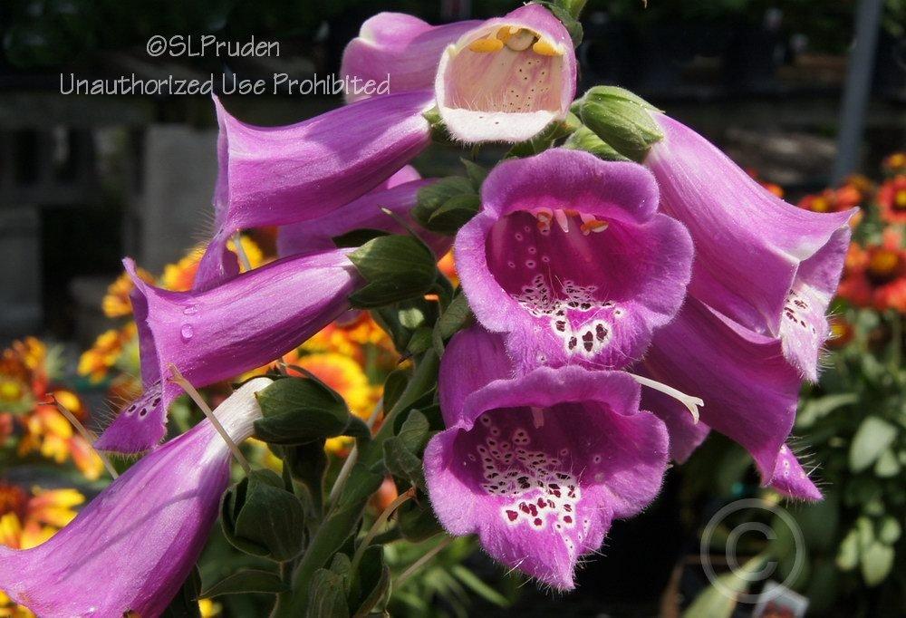 Photo of the bloom of Foxglove (Digitalis purpurea 'Foxy Mix') posted