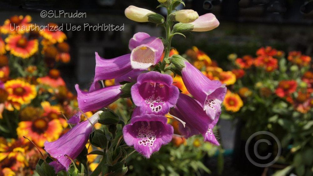 Photo of the bloom of Foxglove (Digitalis purpurea 'Foxy Mix') posted
