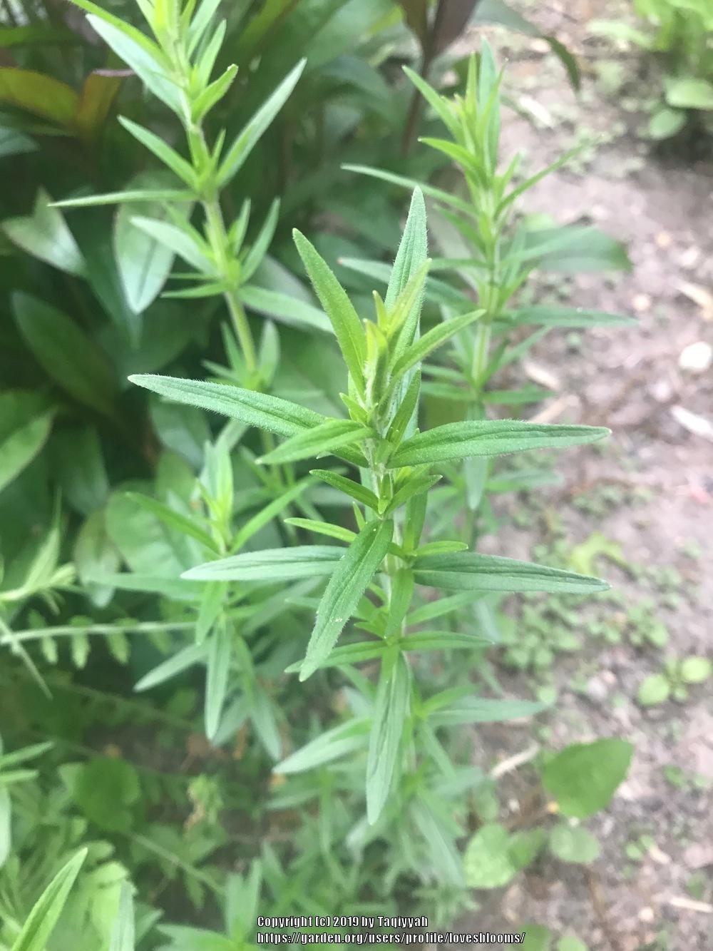 Looks like a weed, smells lemony when crushed in the Plant ID forum