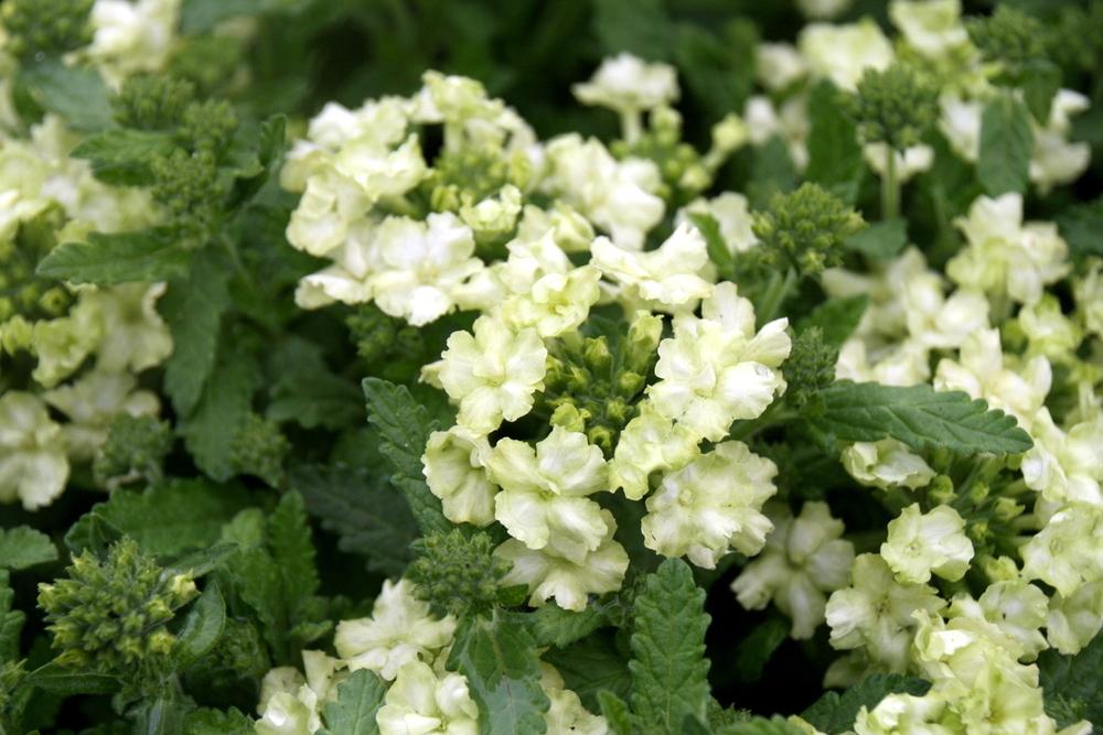 Verbena (Verbena x hybrida Lanai® Compact Lime Green)