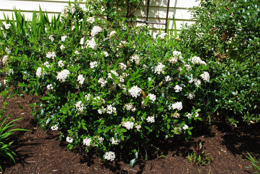Burkwood Viburnum (Viburnum 'Conoy') in the Viburnums Database