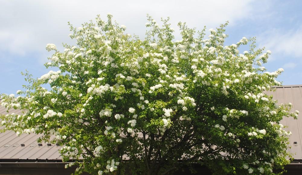 Blackhaw Viburnum (Viburnum prunifolium) in the Viburnums Database