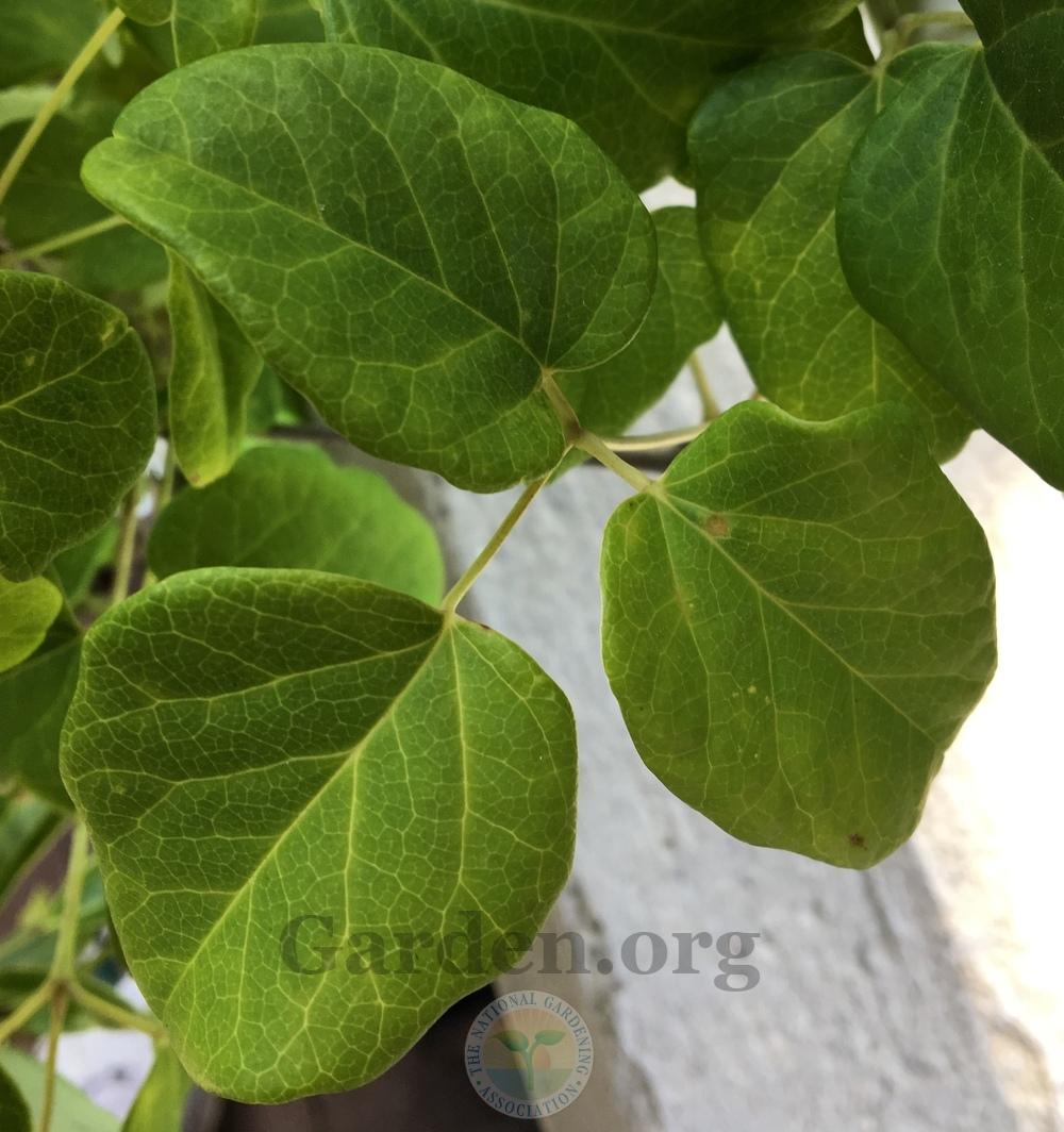 ThreeLeaf Chocolate Vine (Akebia trifoliata subsp. trifoliata Deep