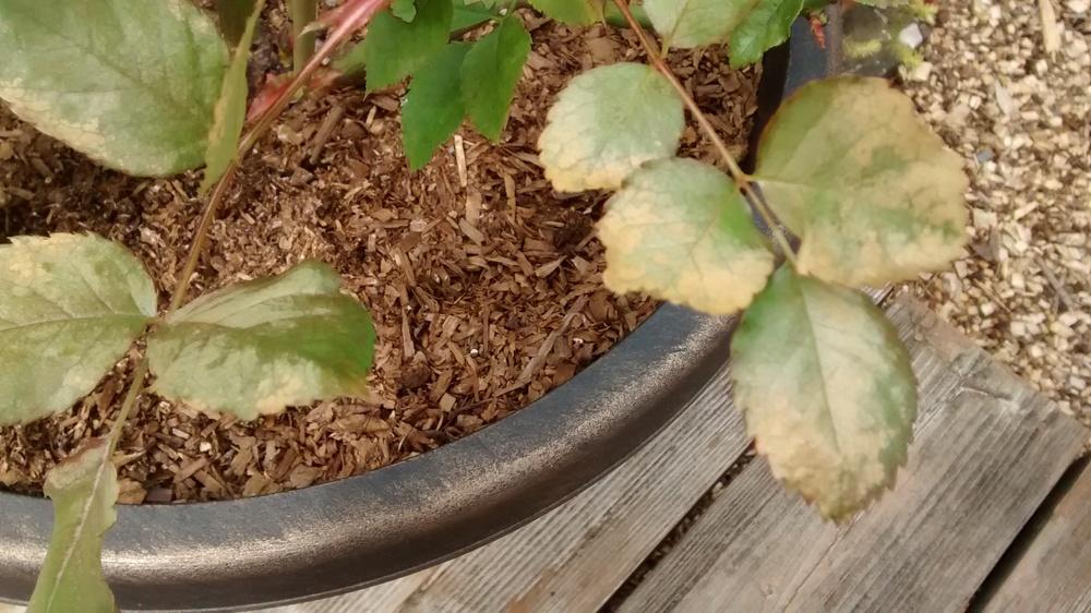 Is my rose unhealthy? in the Roses forum