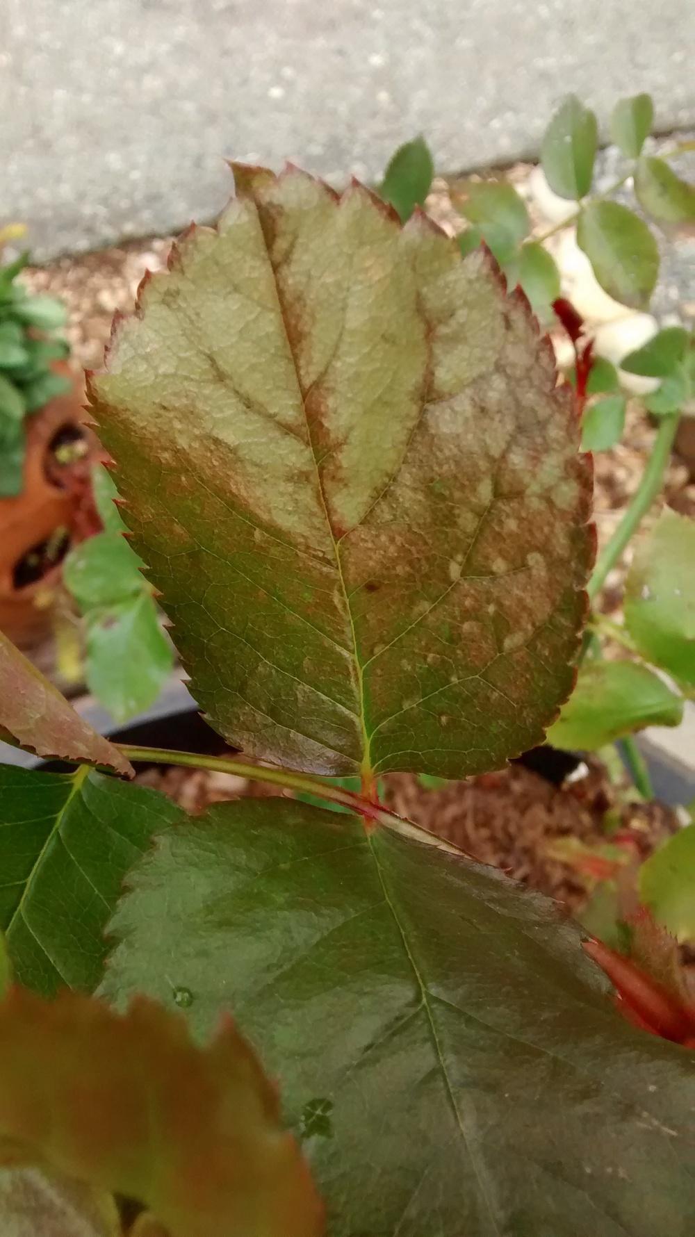 Is my rose unhealthy? in the Roses forum