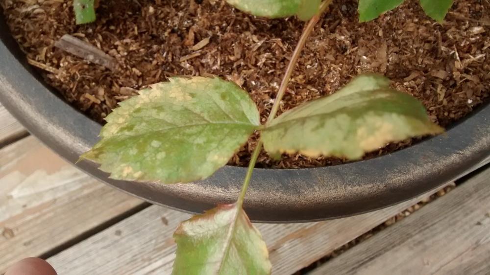 Is my rose unhealthy? in the Roses forum