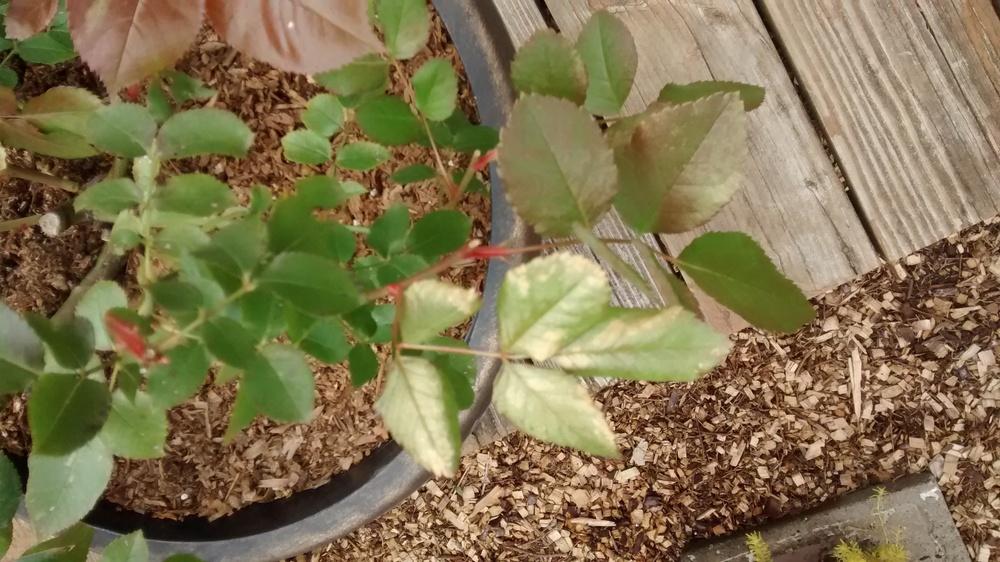 Is my rose unhealthy? in the Roses forum