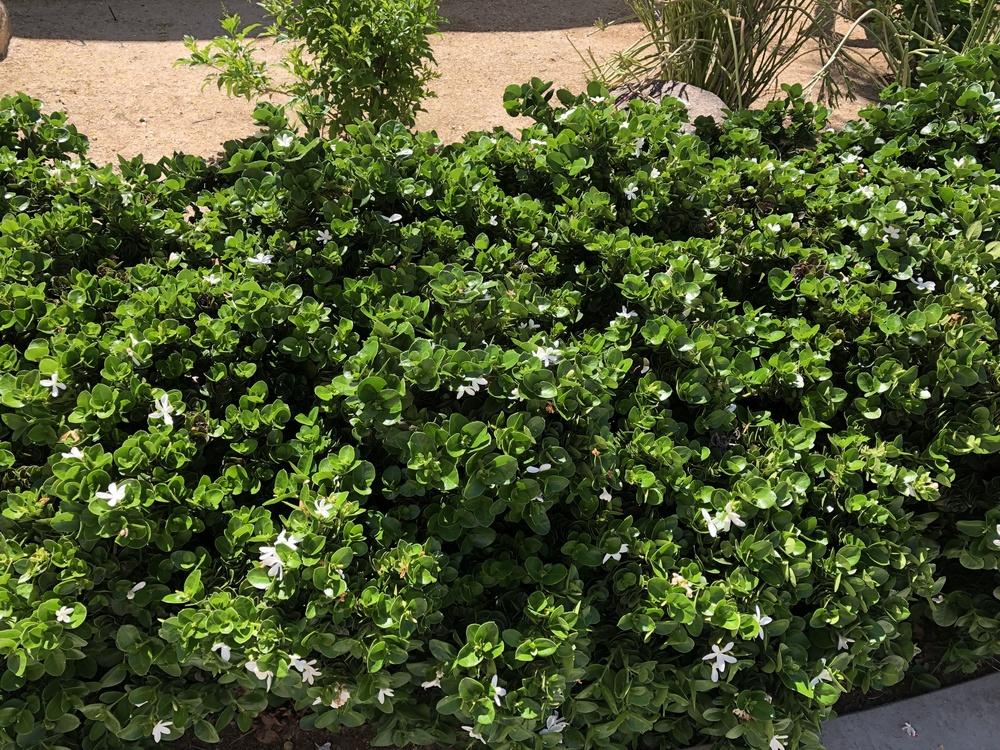 Photo of the entire plant of Compact Natal Plum (Carissa macrocarpa