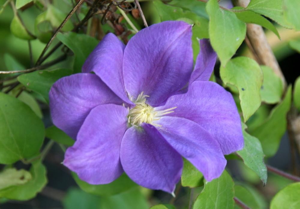 Photo of the bloom of Clematis Diana’s Delight™ posted by Calif_Sue