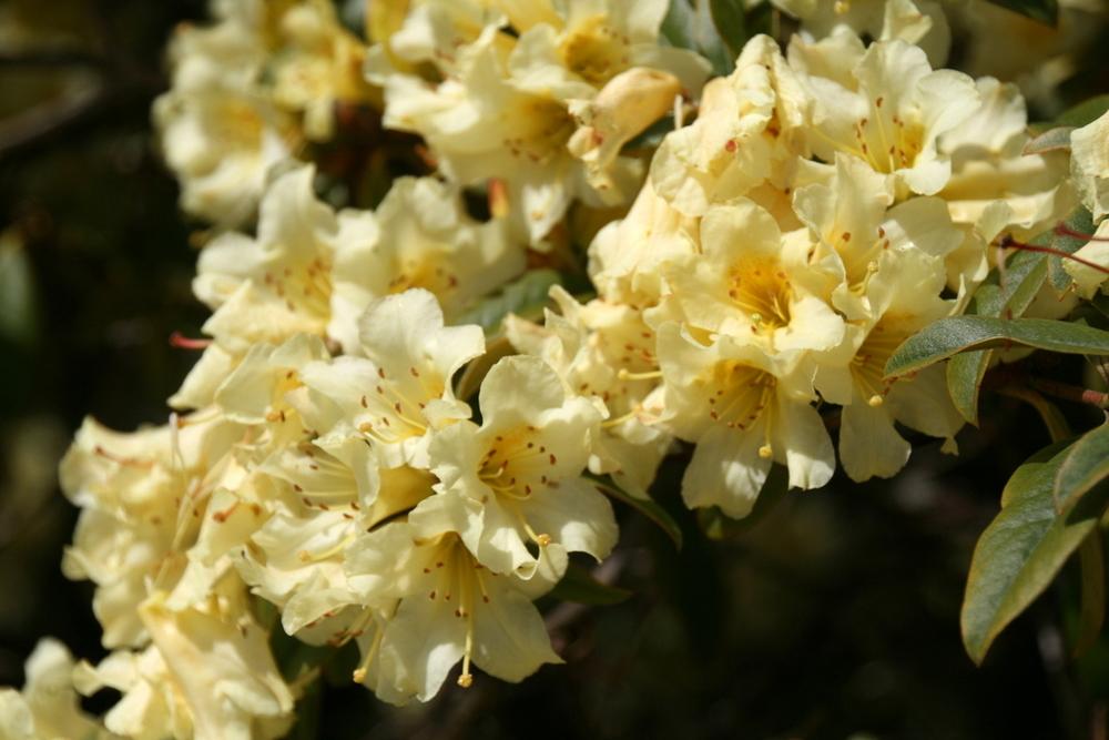 Rhododendron 'Saffron Queen' in the Rhododendrons Database
