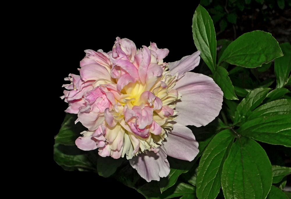 Photo of the bloom of Peony (Paeonia lactiflora 'Raspberry Sundae ...