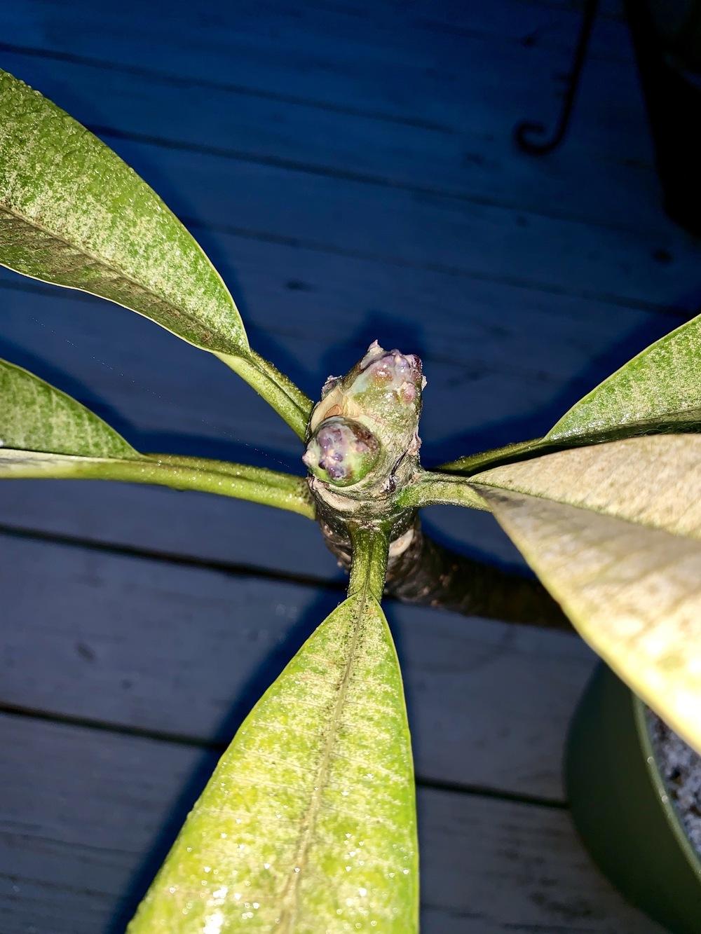 White milky substance on tips? in the Plumeria forum - Garden.org