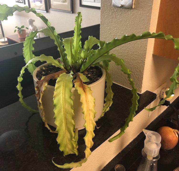 Houseplants Forum Bird S Nest Fern Drooping Yellow Garden Org