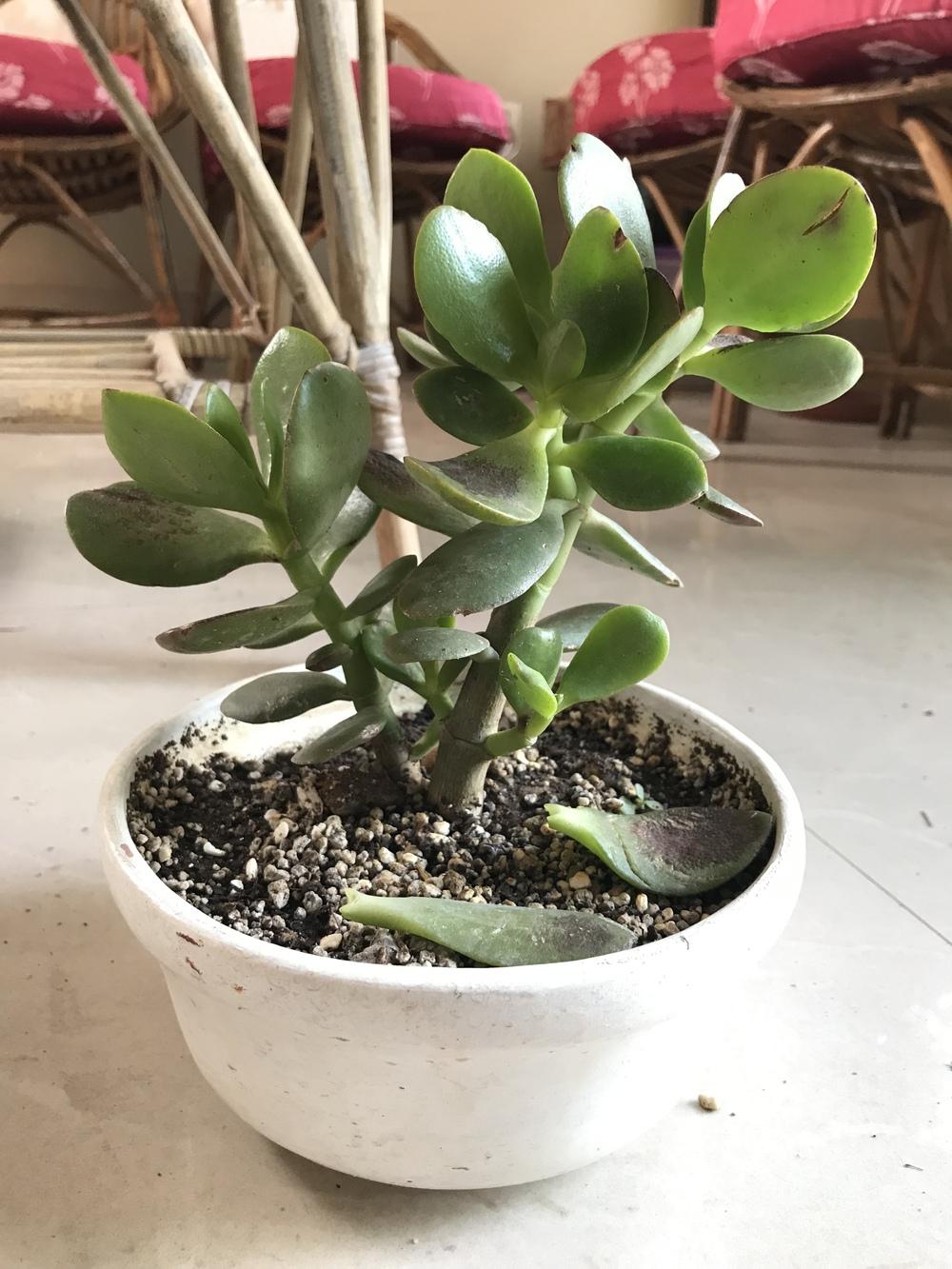 Cactus And Succulents Forum What S Happening To My Jades Garden Org