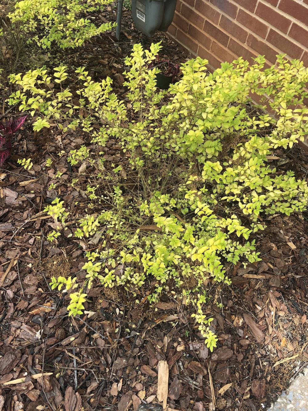 Ask A Question Forum Sunshine Ligustrum Losing Leaves Garden Org