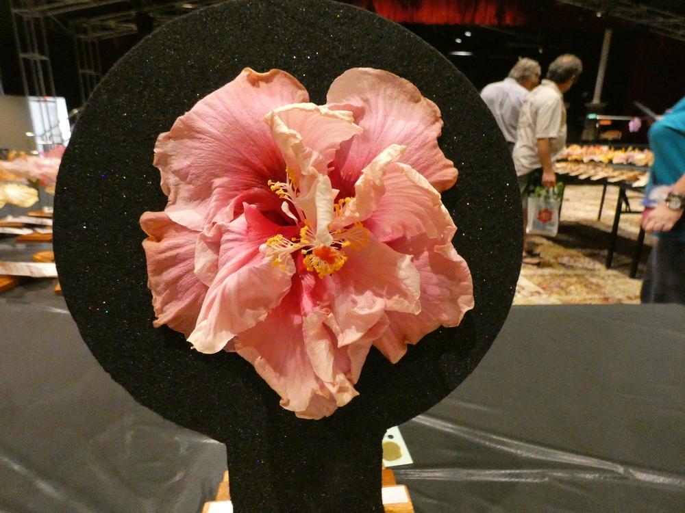 Hibiscus (Hibiscus rosasinensis 'A Mother's Dream') in the Tropical