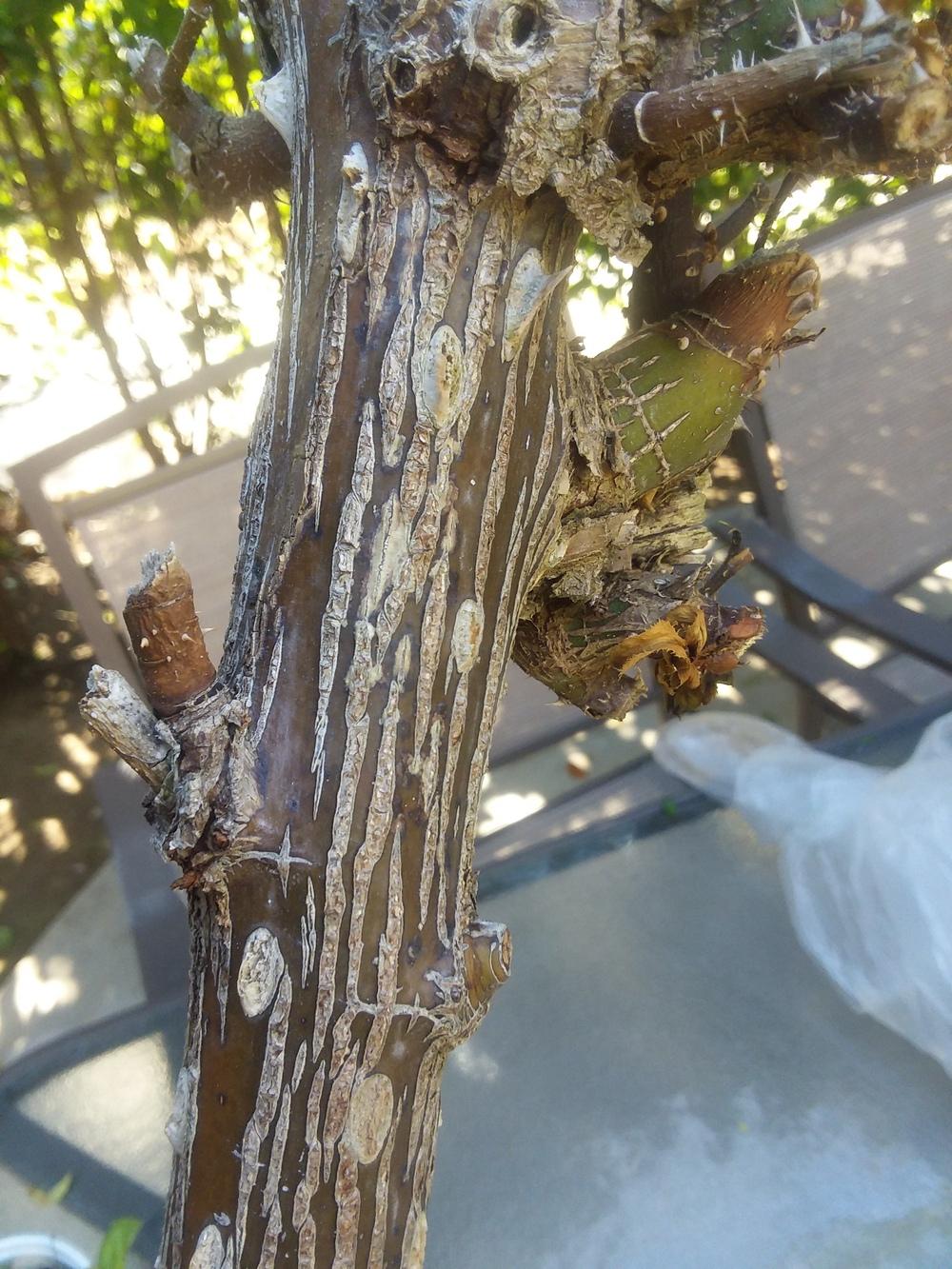 Transplant Rose Canker/Fungus or....? in the Roses forum - Garden.org