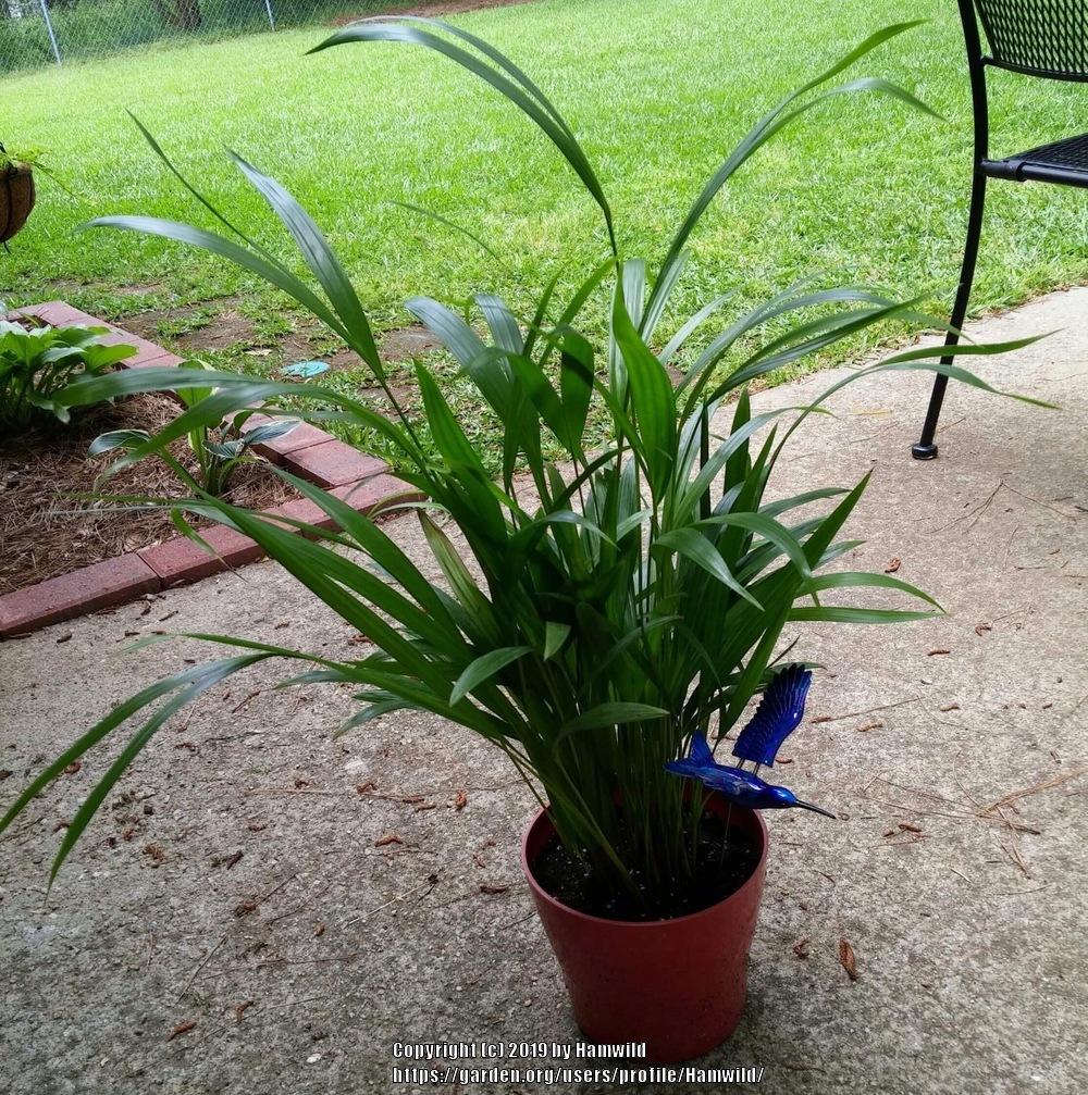 Areca Palm (Dypsis lutescens)