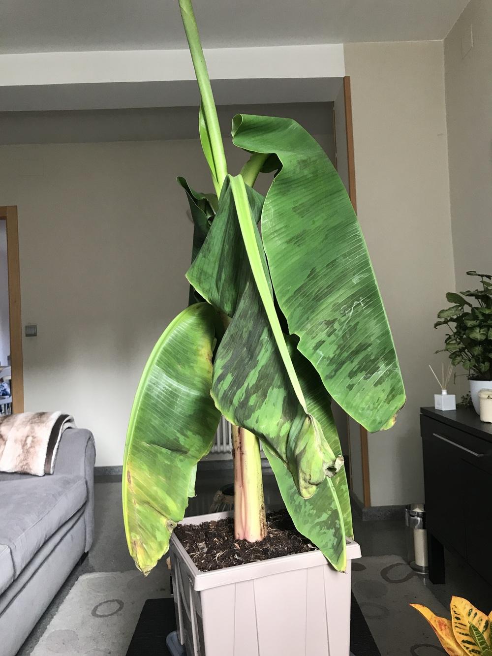 Banana tree leaves drooping in the Ask a Question forum