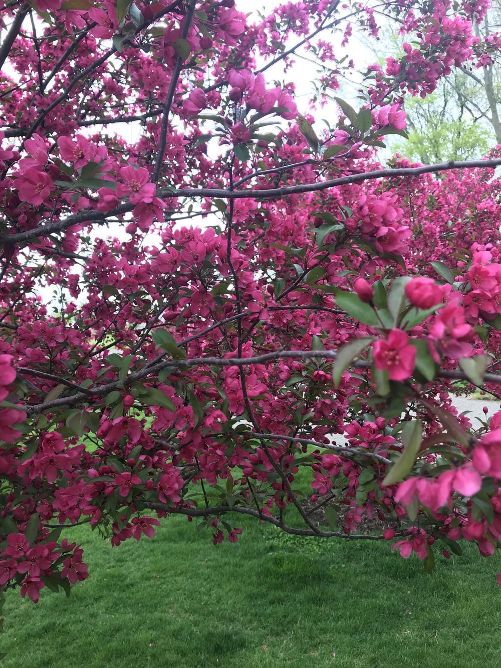 anger blooms where apples fall in fury
