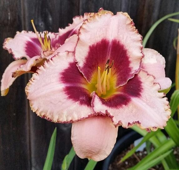 Daylily (Hemerocallis 'Daring Deception') in the Daylilies Database