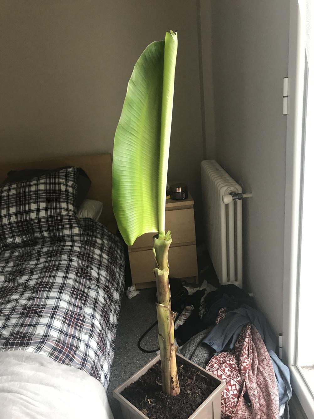 Banana tree leaves drooping in the Ask a Question forum