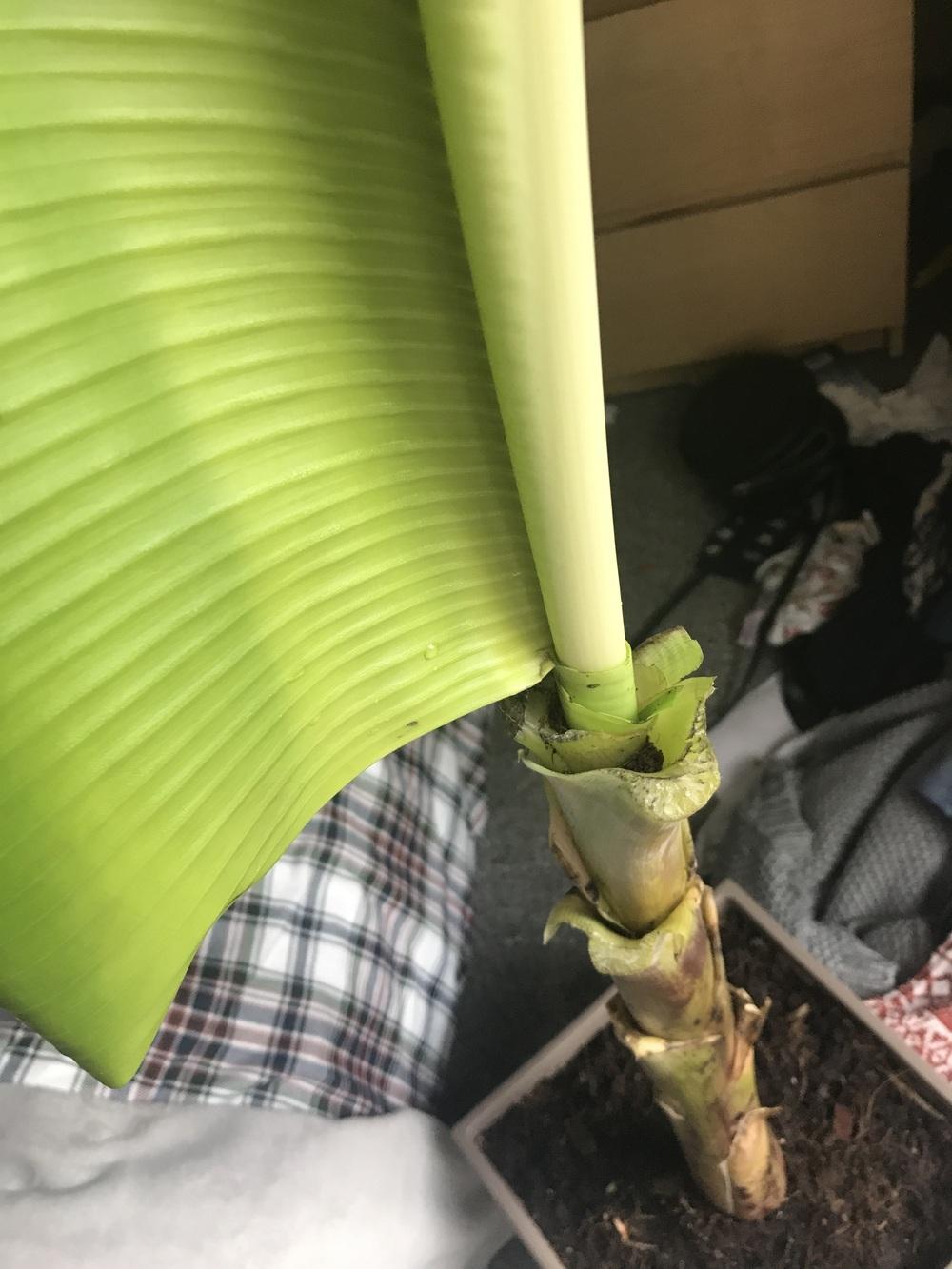 Banana tree leaves drooping in the Ask a Question forum