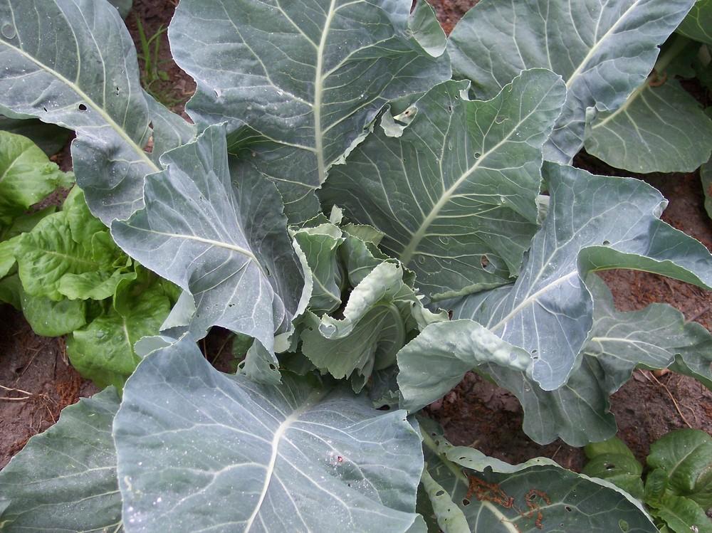 Brassicas Plant Care and Collection of Varieties