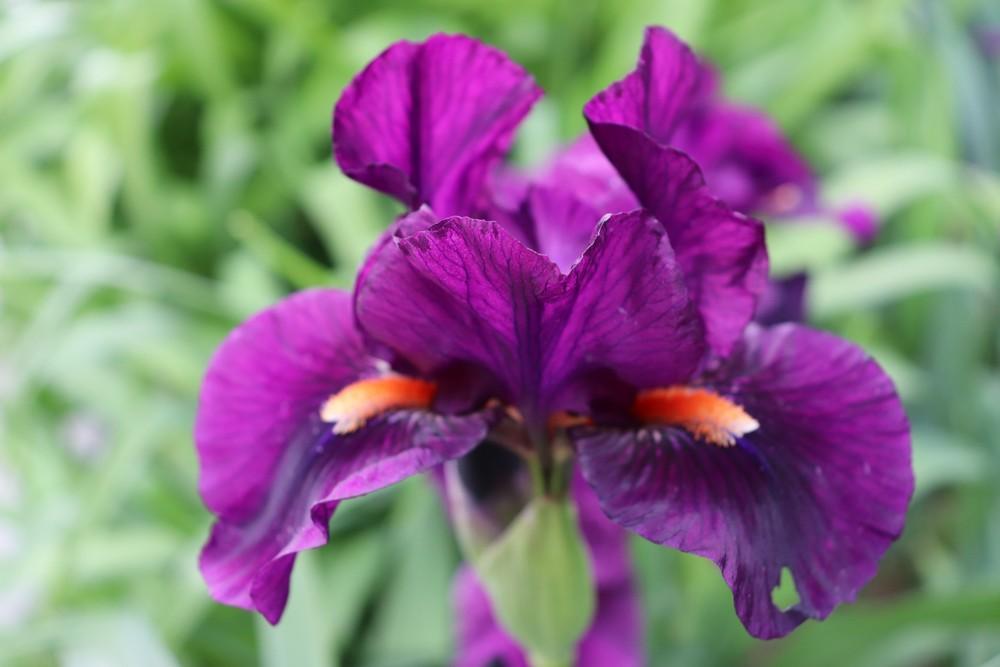 Intermediate Bearded Iris (Iris 'In a Flash') in the Irises Database