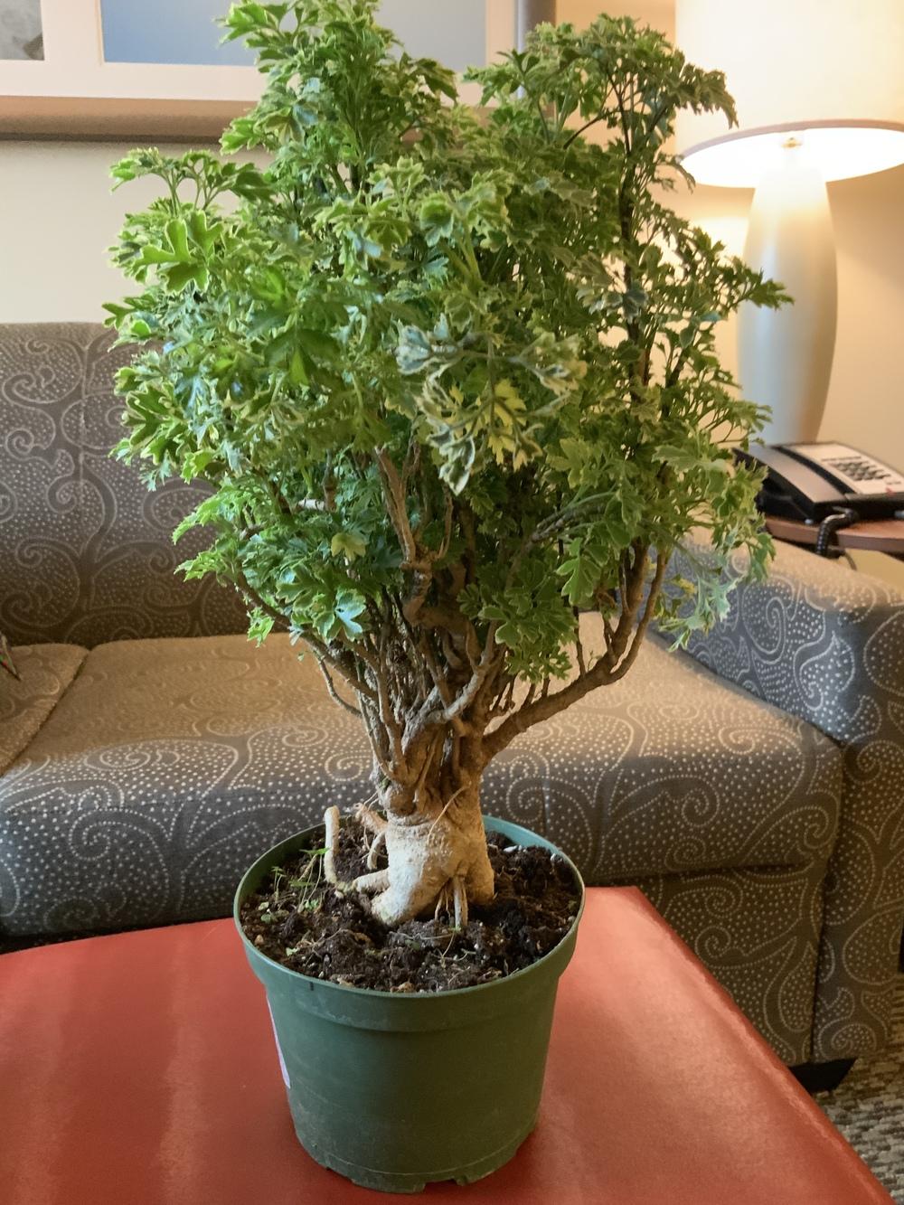 Parsley Aralia in the Houseplants forum