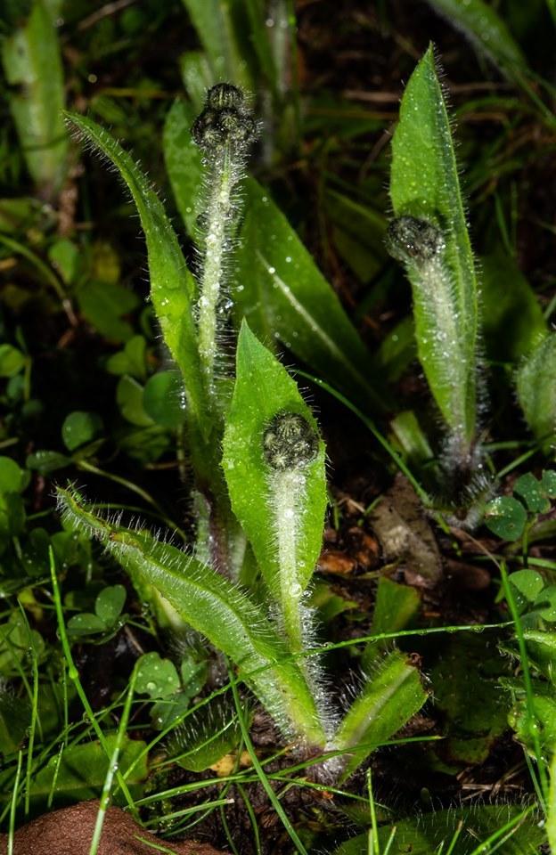 Plant ID forum: What weed is this? New Jersey - Garden.org