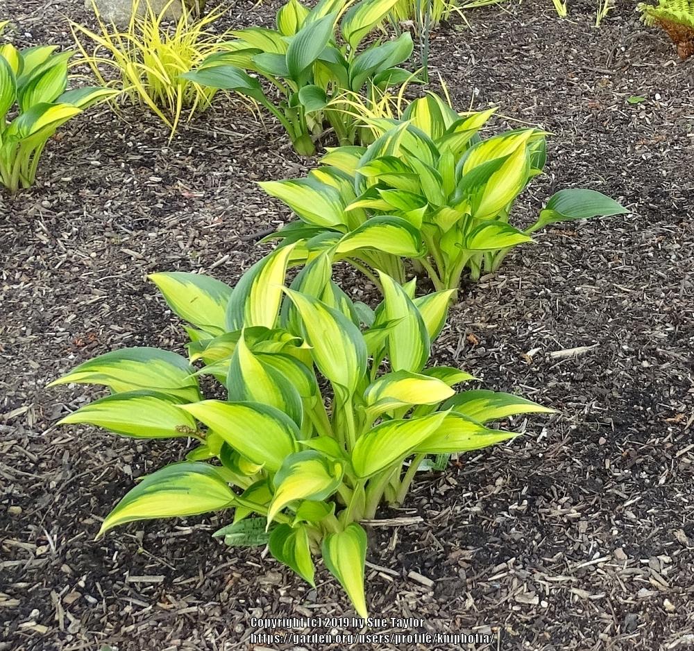 Photo of the entire plant of Hosta &lsquo;June Spirit&rsquo; posted by kniphofia