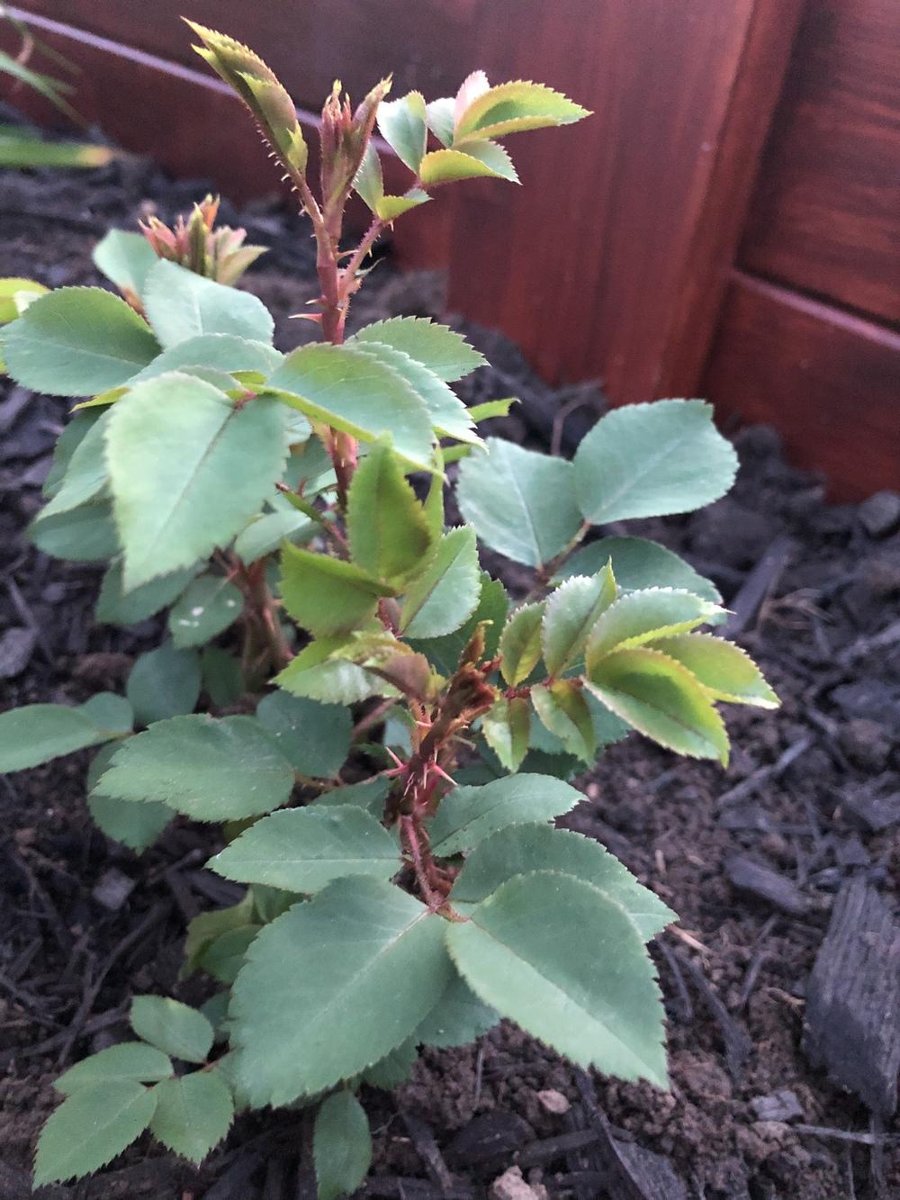 Witches Broom in the Roses forum