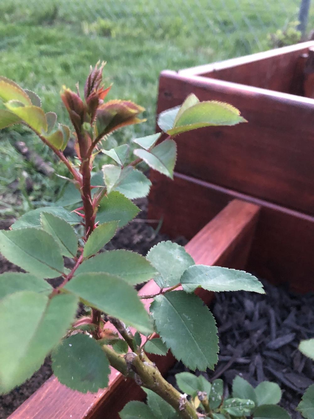 Witches Broom in the Roses forum