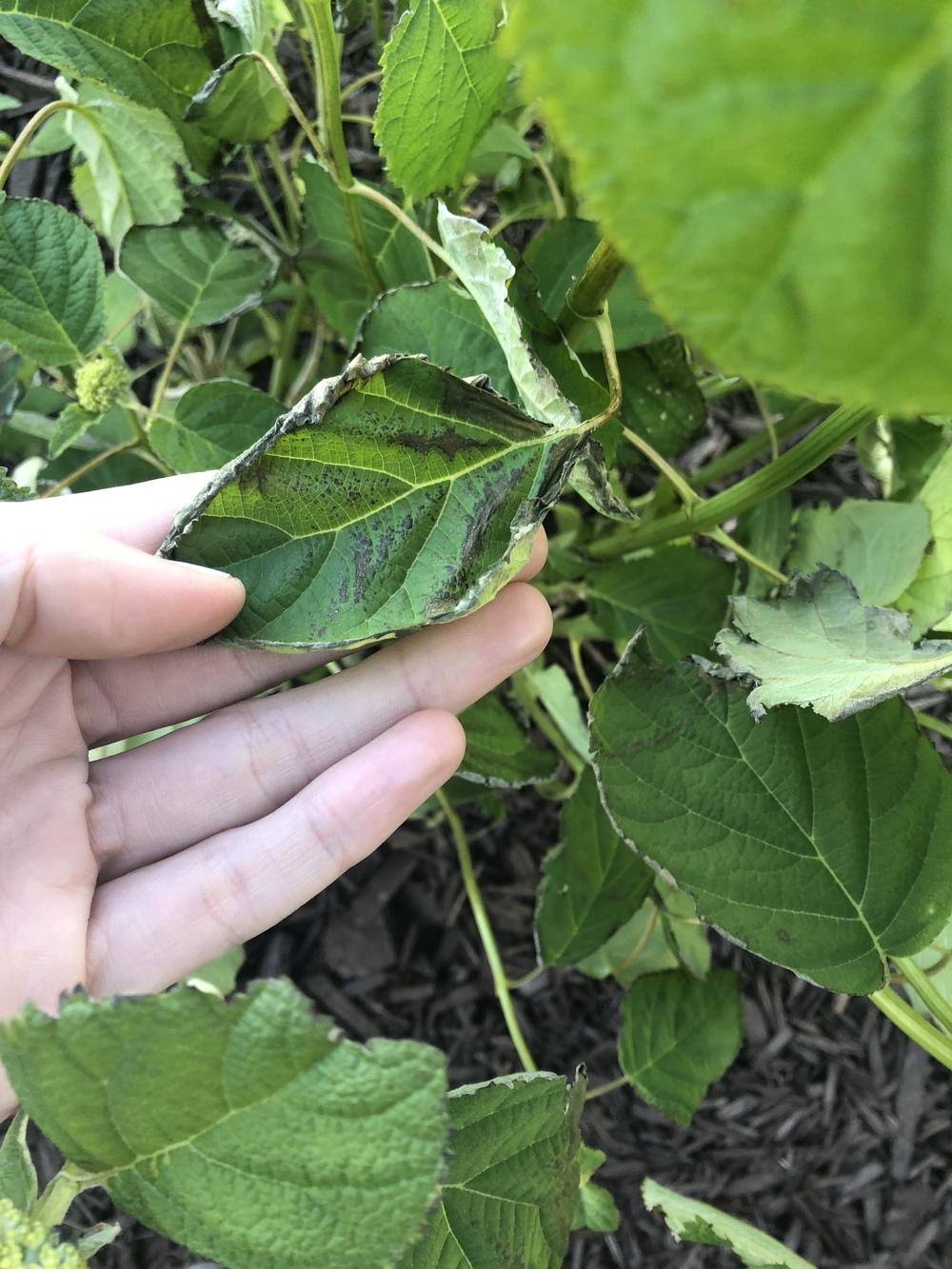 Hydrangea root rot? in the Ask a Question forum - Garden.org