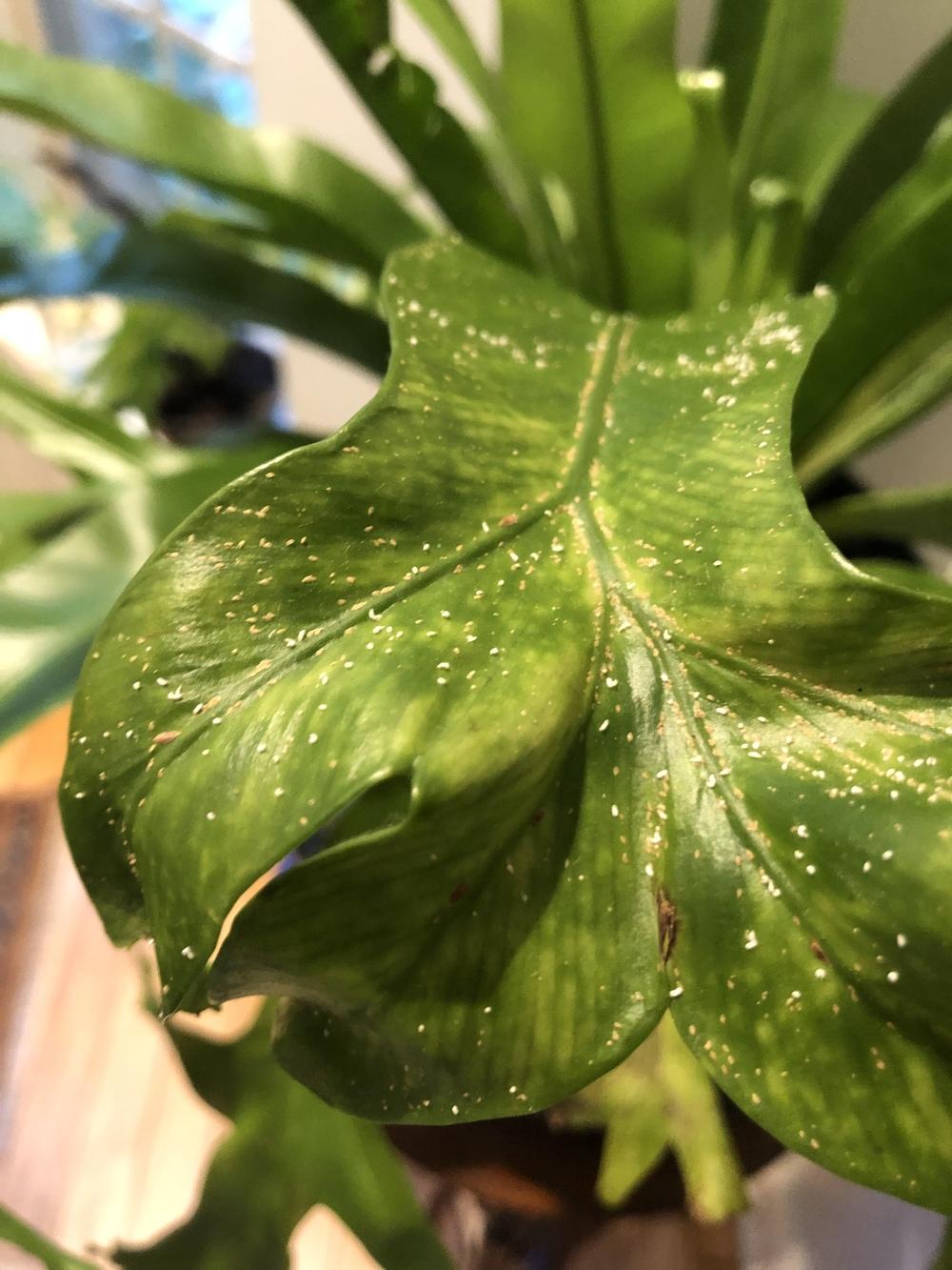 White Specks Birds Nest Fern in the Ferns forum