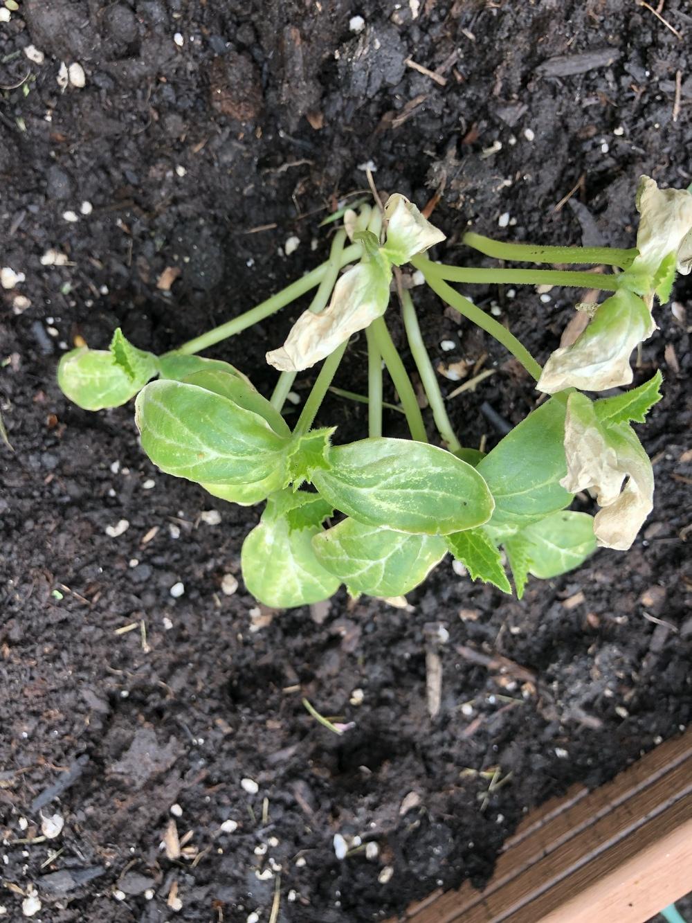 Young Cucumber leaves turning pale in the Ask a Question forum
