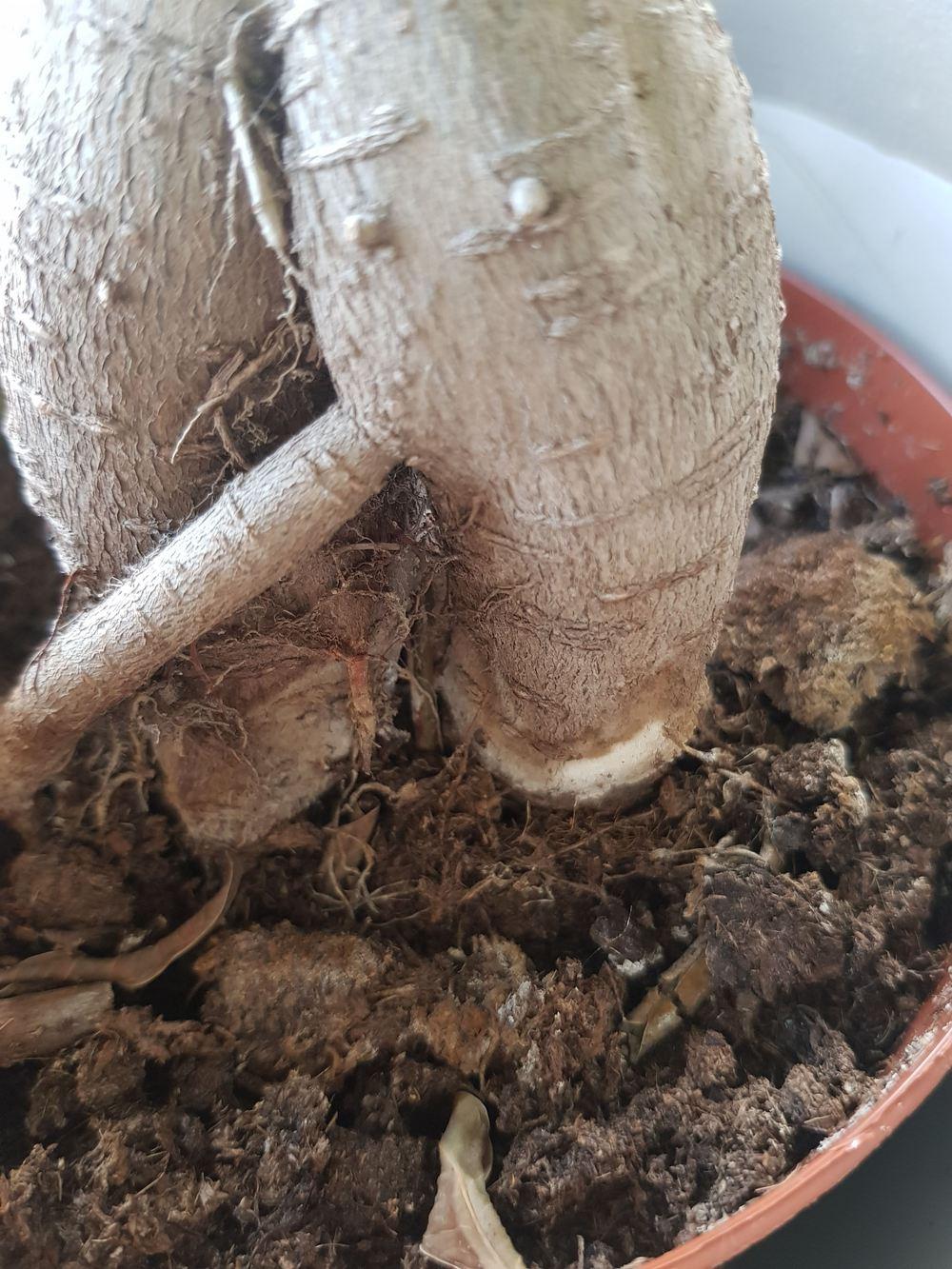 What are these brown spots on my Ficus Microcarpa Ginseng? in the