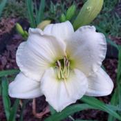 Location: Wood County, TXDate: 5/19/19