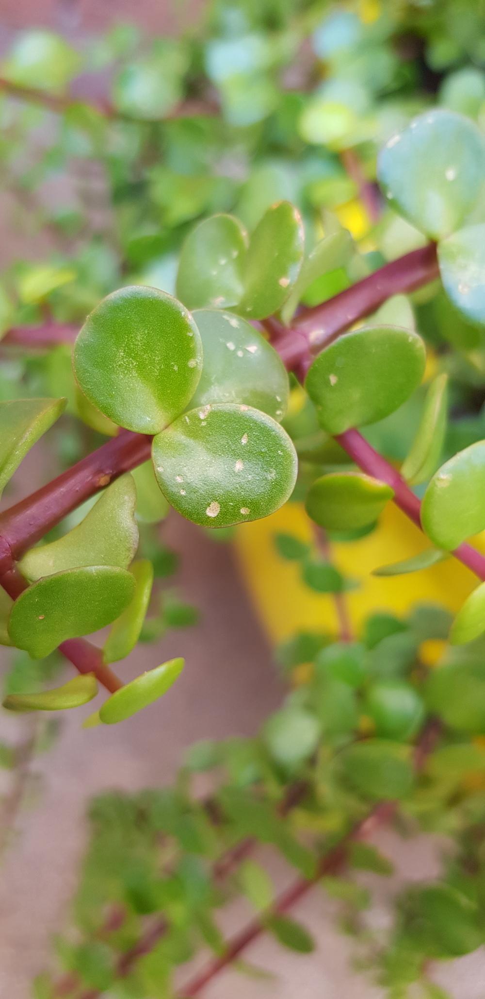 Spots on Jade Plant Leaves in the Ask a Question forum