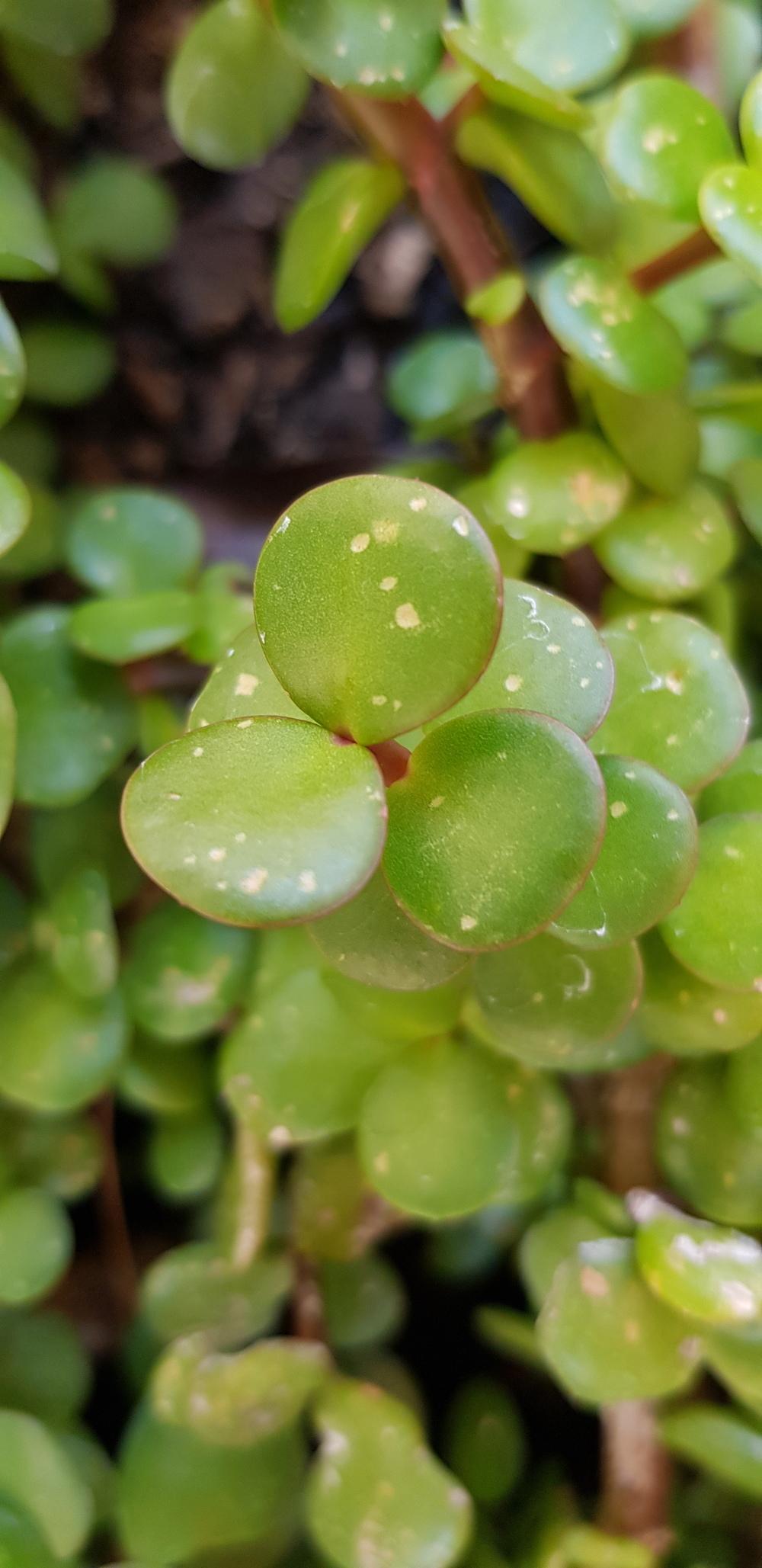 Ask a Question forum→Spots on Jade Plant Leaves