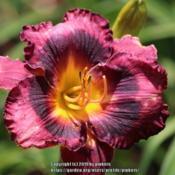 Location: all photos from my gardensDate: 2019-05-18