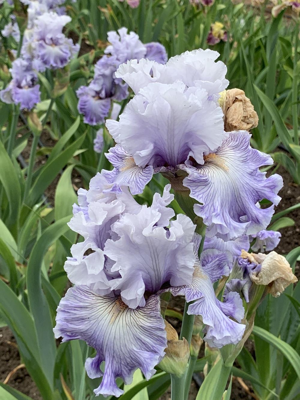 Photo of the bloom of Tall Bearded Iris (Iris ‘Lavender Breeze’) posted