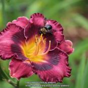 Location: all photos from my gardensDate: 2019-05-19