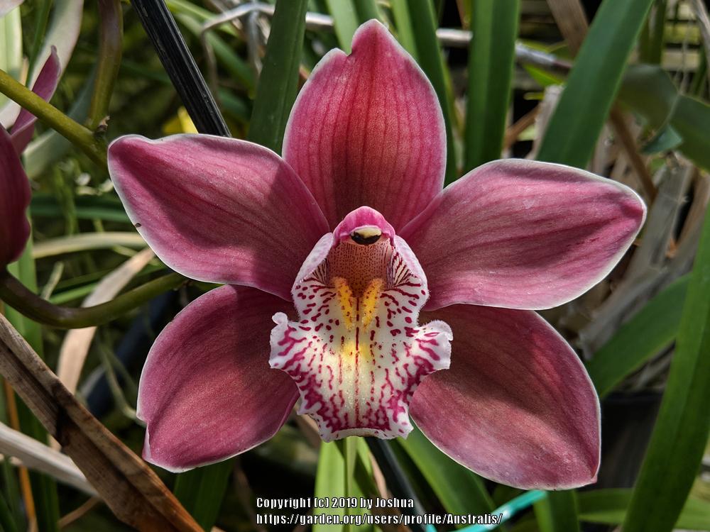 Photo of the bloom of Orchid (Cymbidium Wallamurra 'Jupiter') posted by