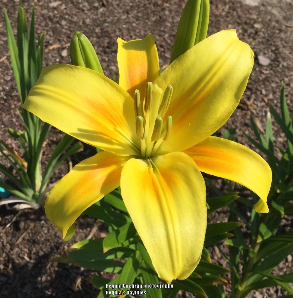 Lily (Lilium 'Summer Breeze') in the Lilies Database