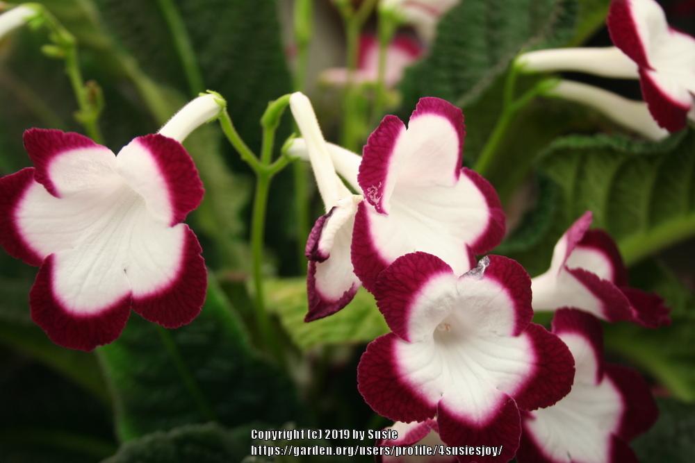 Cape Primrose (Streptocarpus 'Fleischle Roulette Cherry') in the Cape ...