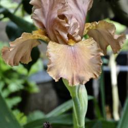 Tall Bearded Iris (Iris 'Honey Mocha') in the Irises Database - Garden.org